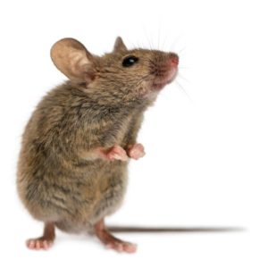 Lutte contre les nuisibles
