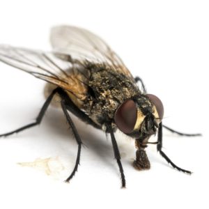 Lutte contre les mouches