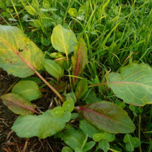 Herbicide