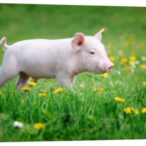 Porcs